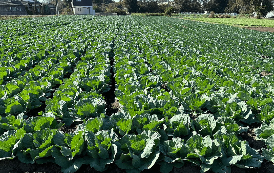 茨城の10月の様子