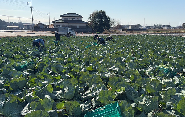 茨城の12月の様子