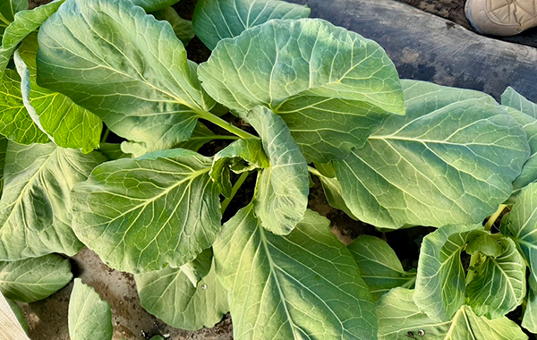 茨城の2月の様子