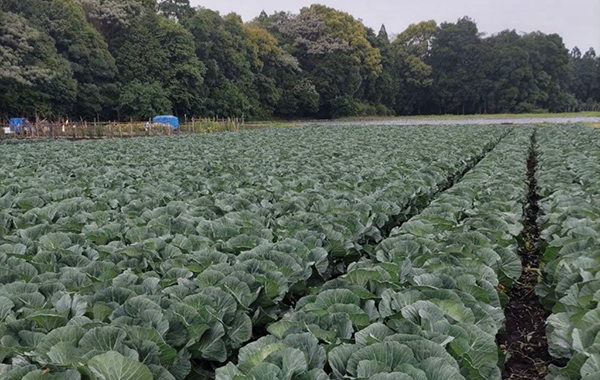 熊本の9月の様子