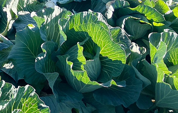 群馬の12月の様子