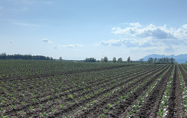 北海道の5月の様子