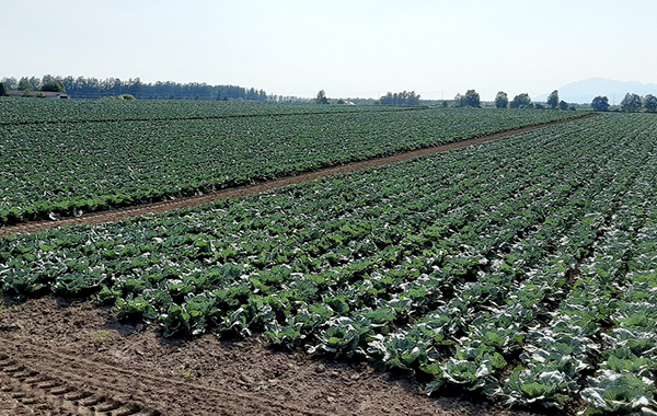 北海道の6月の様子