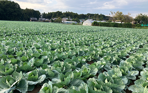 茨城の9月の様子