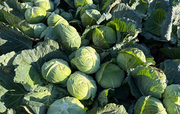 茨城の11月の様子