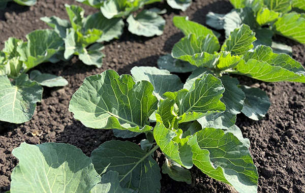 キャベツの今｜おいしさを支える仲間たち｜知る・楽しむ｜味の素冷凍食品