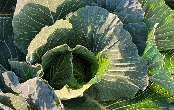 群馬の12月の様子