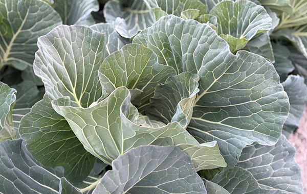 佐賀の12月の様子