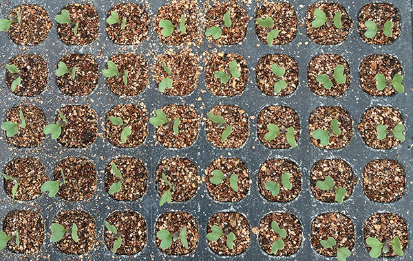 愛知の1月の様子