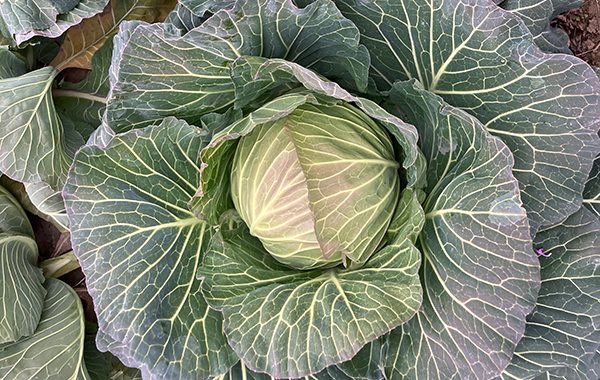 群馬の1月の様子