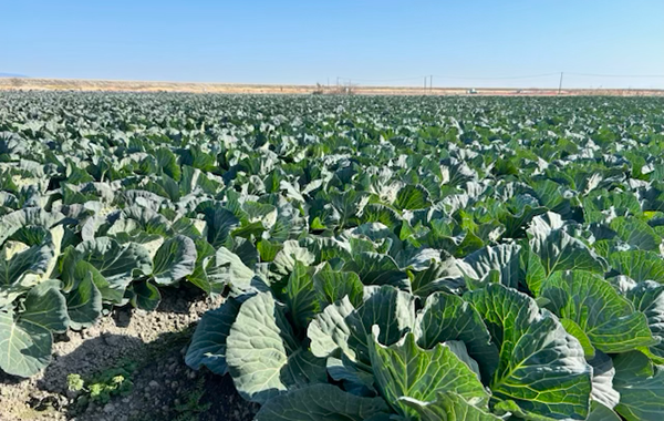 佐賀の1月の様子