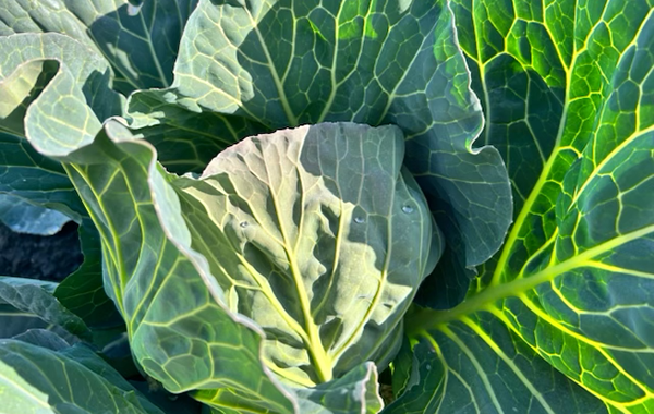 佐賀の1月の様子