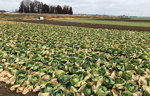 群馬の2月の様子