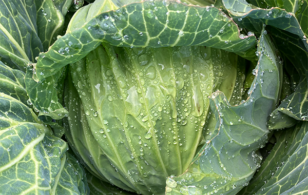 群馬の2月の様子