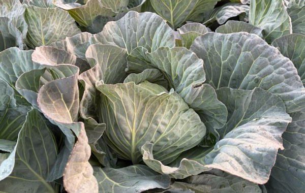 佐賀の2月の様子