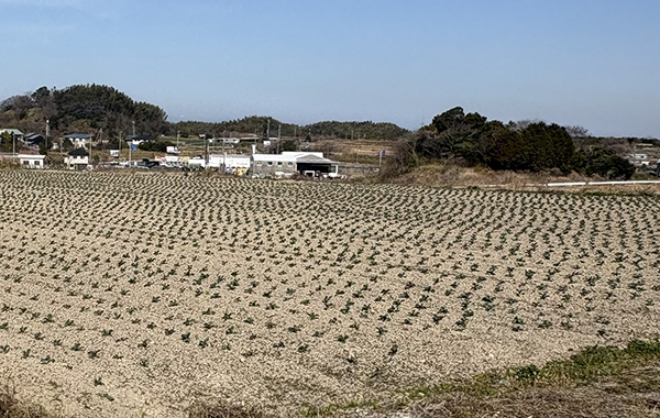 愛知の3月の様子