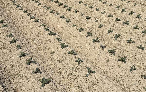 愛知の3月の様子
