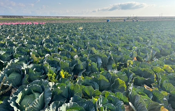 佐賀の3月の様子
