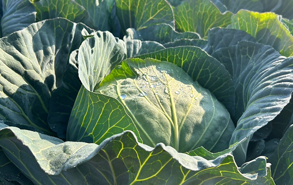 佐賀の3月の様子