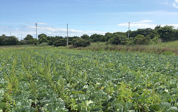 愛知の5月の様子