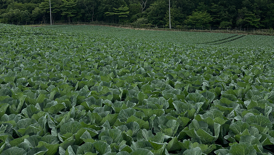 6月の群馬