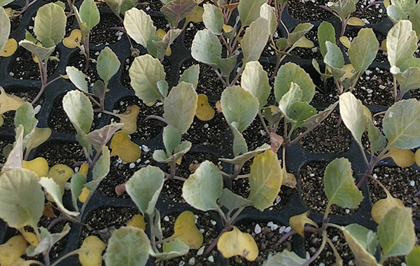 茨城の8月の様子