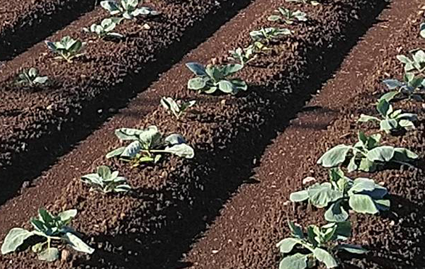 茨城の9月の様子
