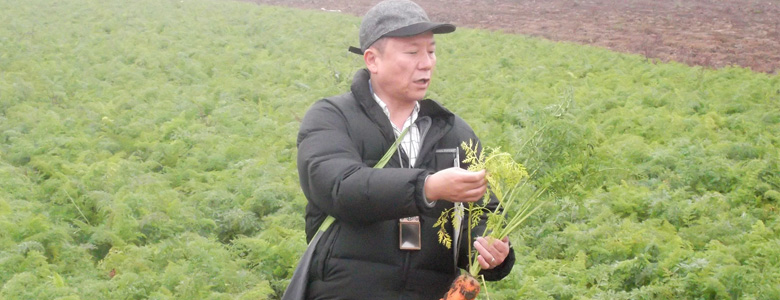 中国の「にんじん」指定農場にて監査