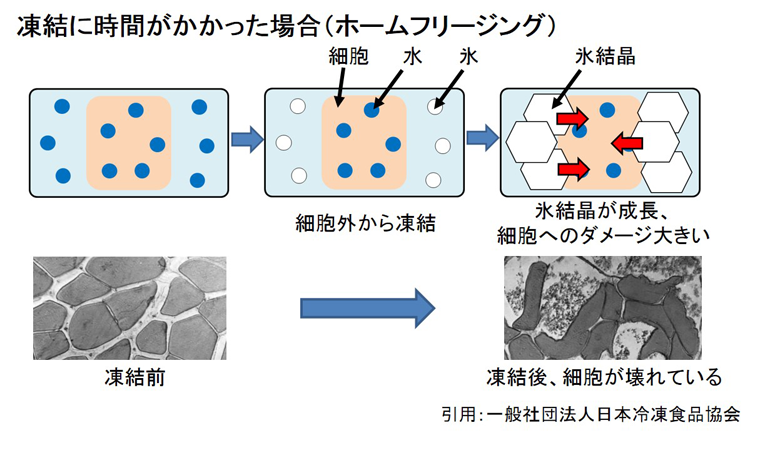 急速凍結と緩慢凍結の氷結晶の違い比較図