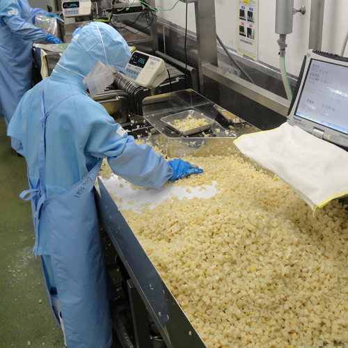 原料を選別し、異物があれば除去している様子