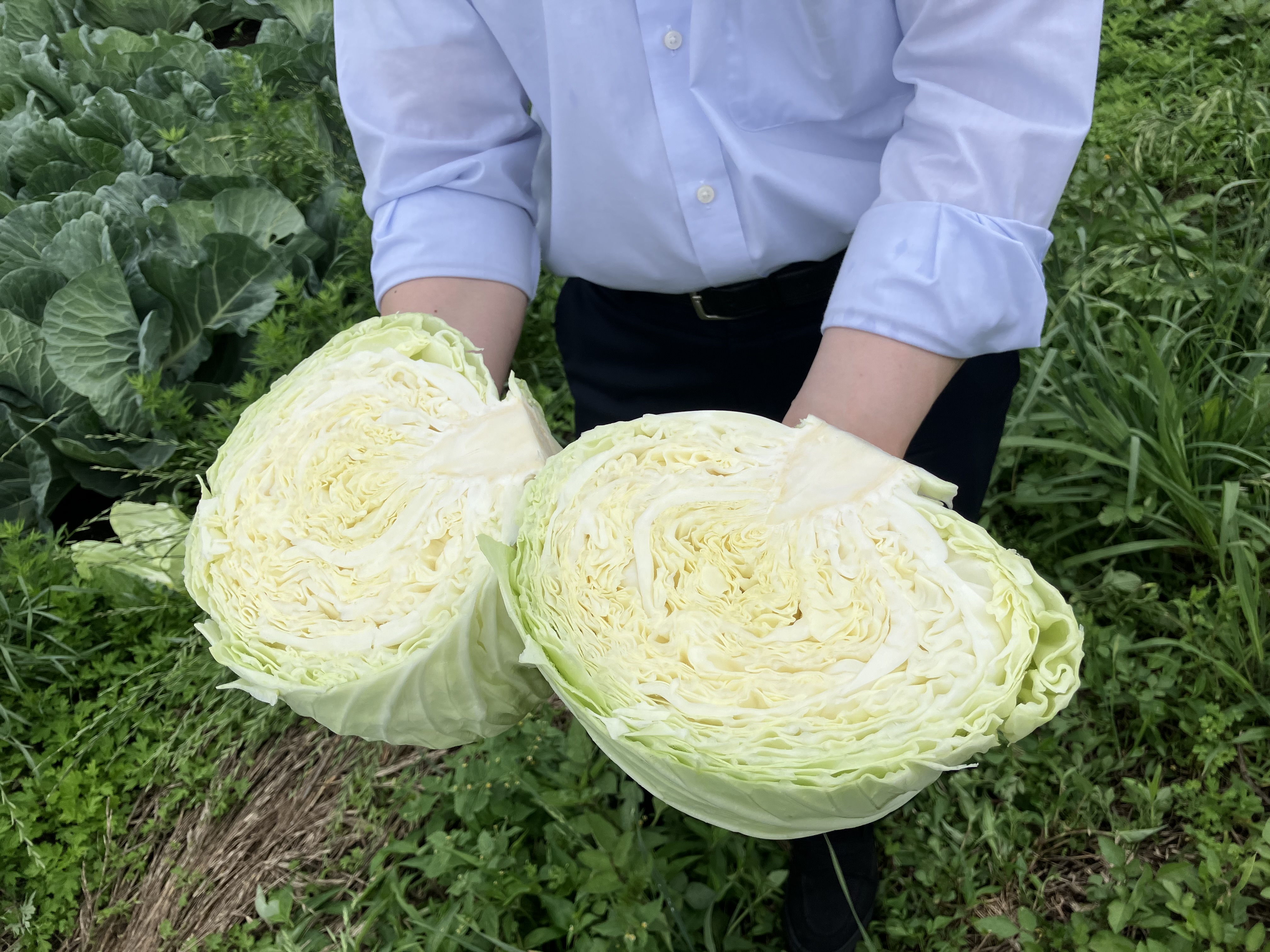 採れたてはみずみずしいキャベツ