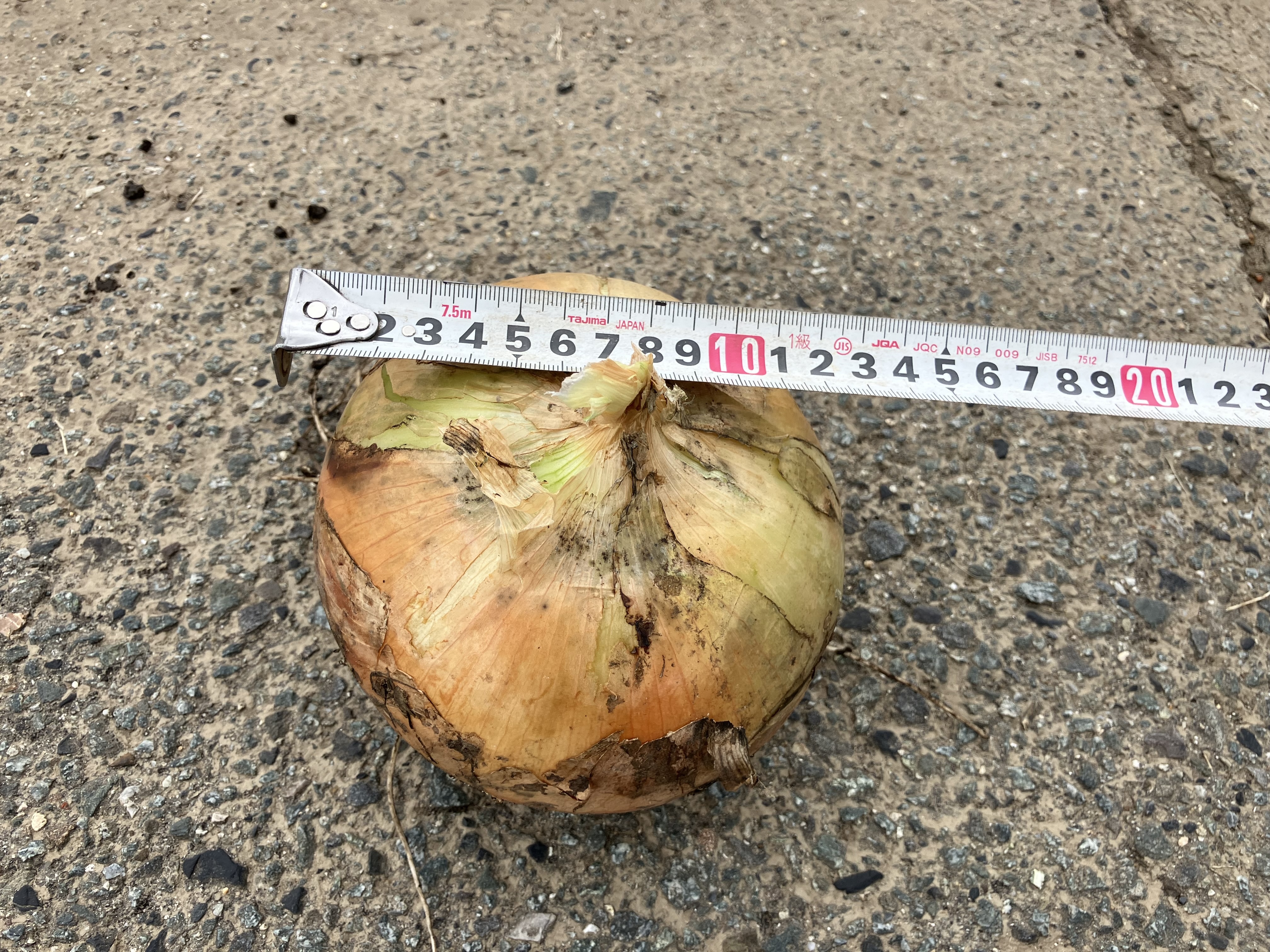 規格外!? 900gを超える大玉タマネギ