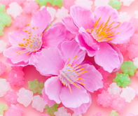 ひなまつり!春のお祝いレシピ