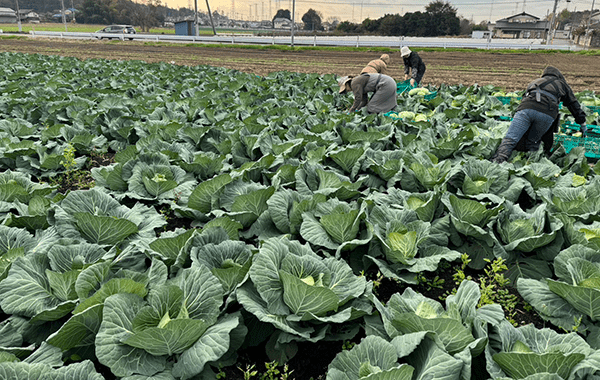 茨城の11月の様子